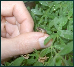 Baby frog sitting on a thumb.